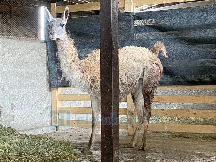 Guanaco hembra que está siendo tratada en el Centro de Rescate de Fauna Andina.