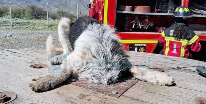 A la llegada de Bomberos el perro estaba totalmente atrapado, incapaz de retirar su cabeza.