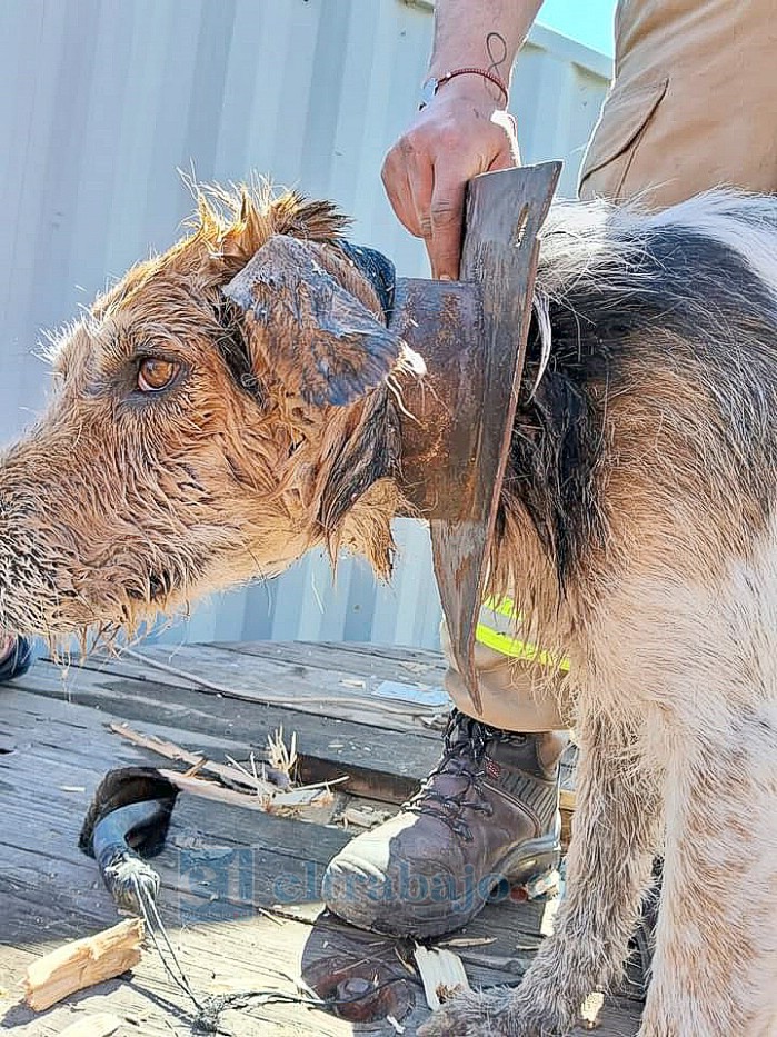 Una vez cortados los pernos de la placa metálica y de romper la madera del carrete, la mascota quedó con un inmenso collar de fierro en su cuello.