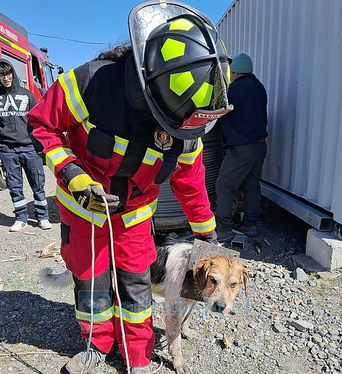 Un voluntario de Bomberos de Santa María tranquiliza al can para pasar a la segunda fase de retirar el cuello de fierro.