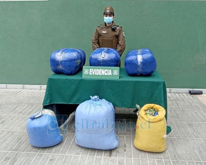 Estos son los casi 89 kilos de hoja de cocaína decomisados por Carabineros.