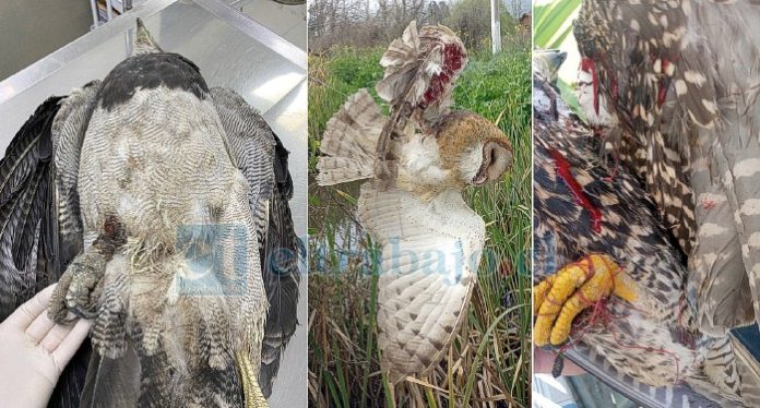 La mayoría de las aves afectadas son encontradas muertas y no alcanzan a ser trasladadas para su rehabilitación (Fotografías gentileza Centro de Rehabilitación de Aves Rapaces de Chile).