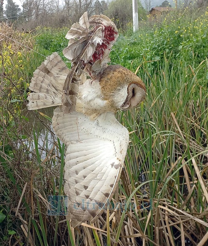 La mayoría de las aves afectadas son encontradas muertas y no alcanzan a ser trasladadas para su rehabilitación (Fotografías gentileza Centro de Rehabilitación de Aves Rapaces de Chile).