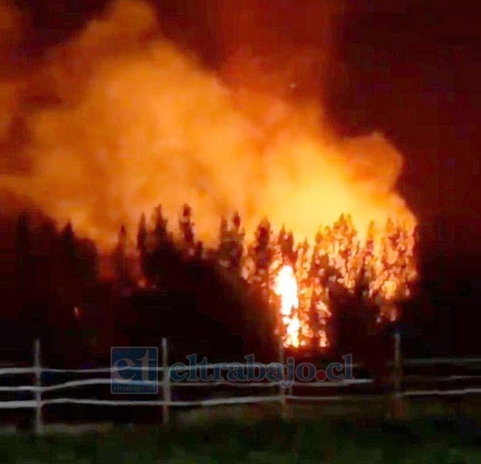 Incendio forestal se produjo en Panquehue.