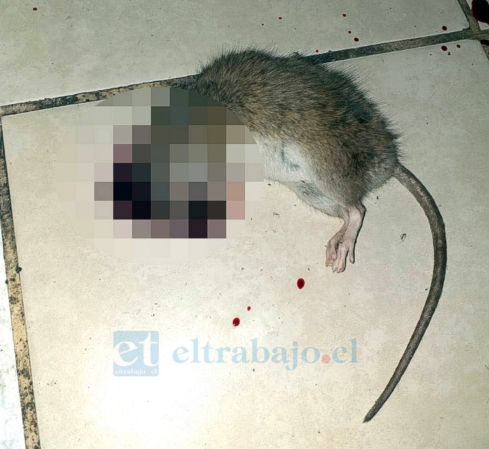 Un ratón muerto en la cocina de la señora Violeta.