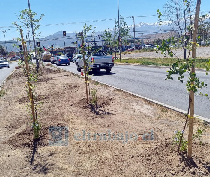 Tres de los árboles plantados, ya fueron robados desde Chercán Tapia.