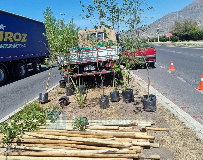 Ya van más de 600 árboles en plan de reforestación de la Dipma en San Felipe.