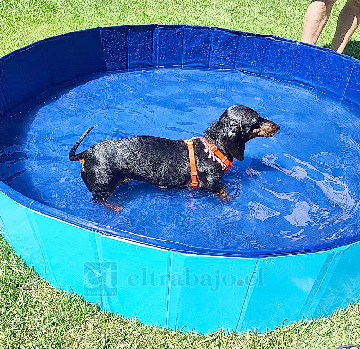 Piscina para la diversión de los canes.