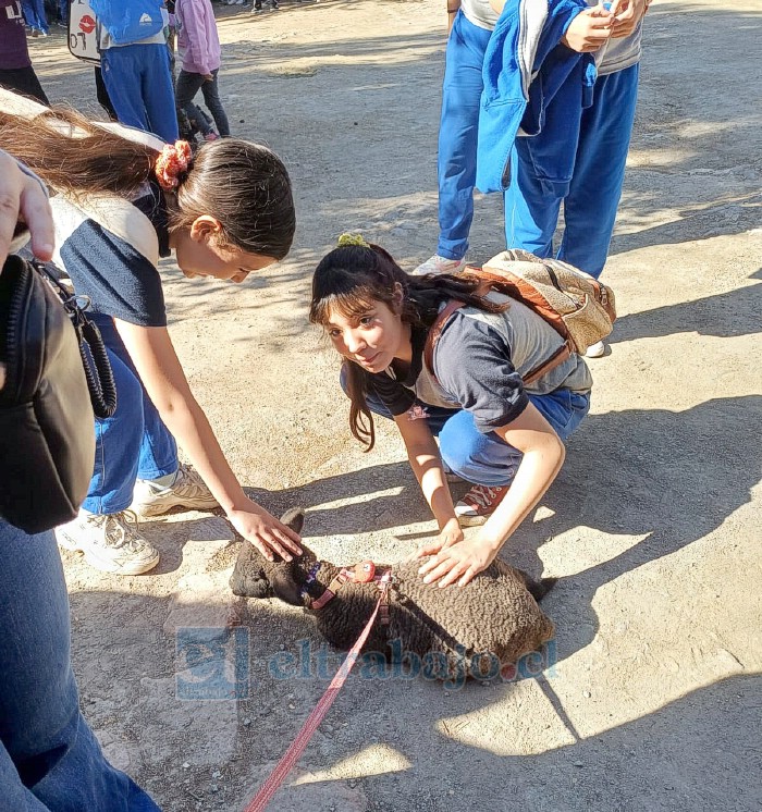 Estudiantes acariciando una oveja.