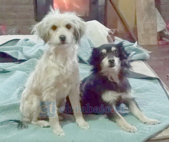 Sury y Cleo, dos amigas perrunas que fueron cuidadas por Refugio Canino del Valle. Ambas se recuperaron gracias a la labor de este espacio y hoy ya tienen una familia.