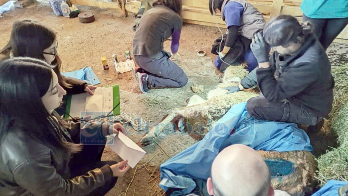 Voluntarios de Cerefan en una asistencia de recuperación de fauna nativa.