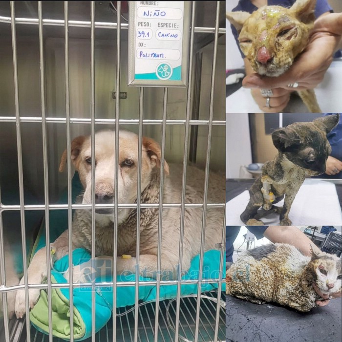 Tres gatos y un perro fueron rescatados tras el incendio forestal de Los Chacayes Alto en San Esteban.