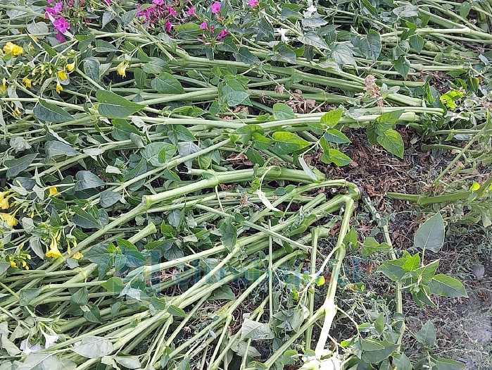 Arrancadas desde su raíz las plantas en Villa Las Palmeras frente a la sede de la UNCO.