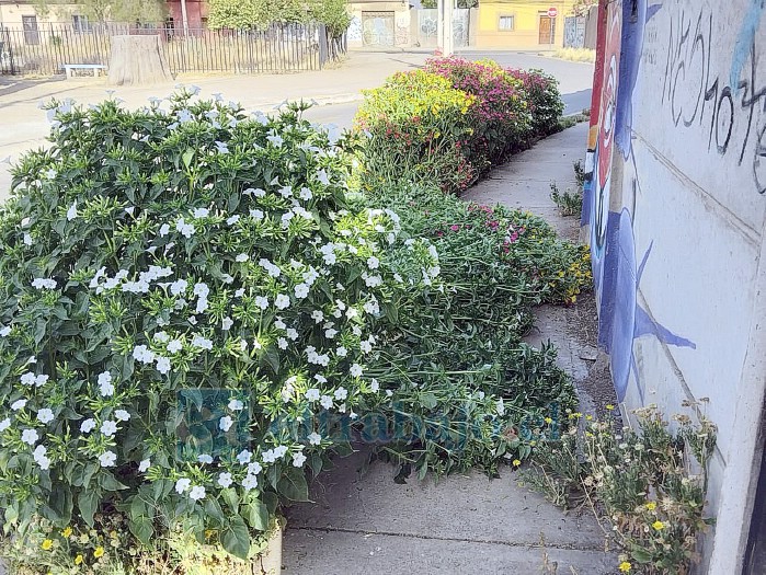 Tiradas en la vereda se aprecian las plantas.