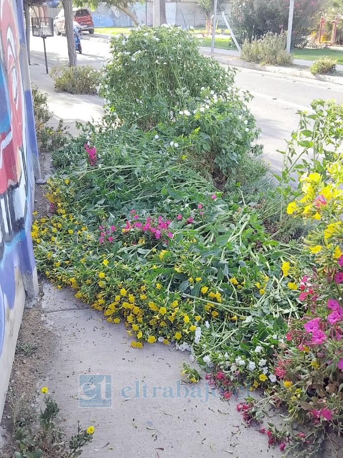 Así quedaron de destruidas las flores en Villa Las Palmeras.