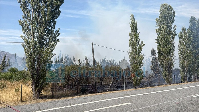 Preocupación por seguidilla de incendios forestales en Panquehue. 