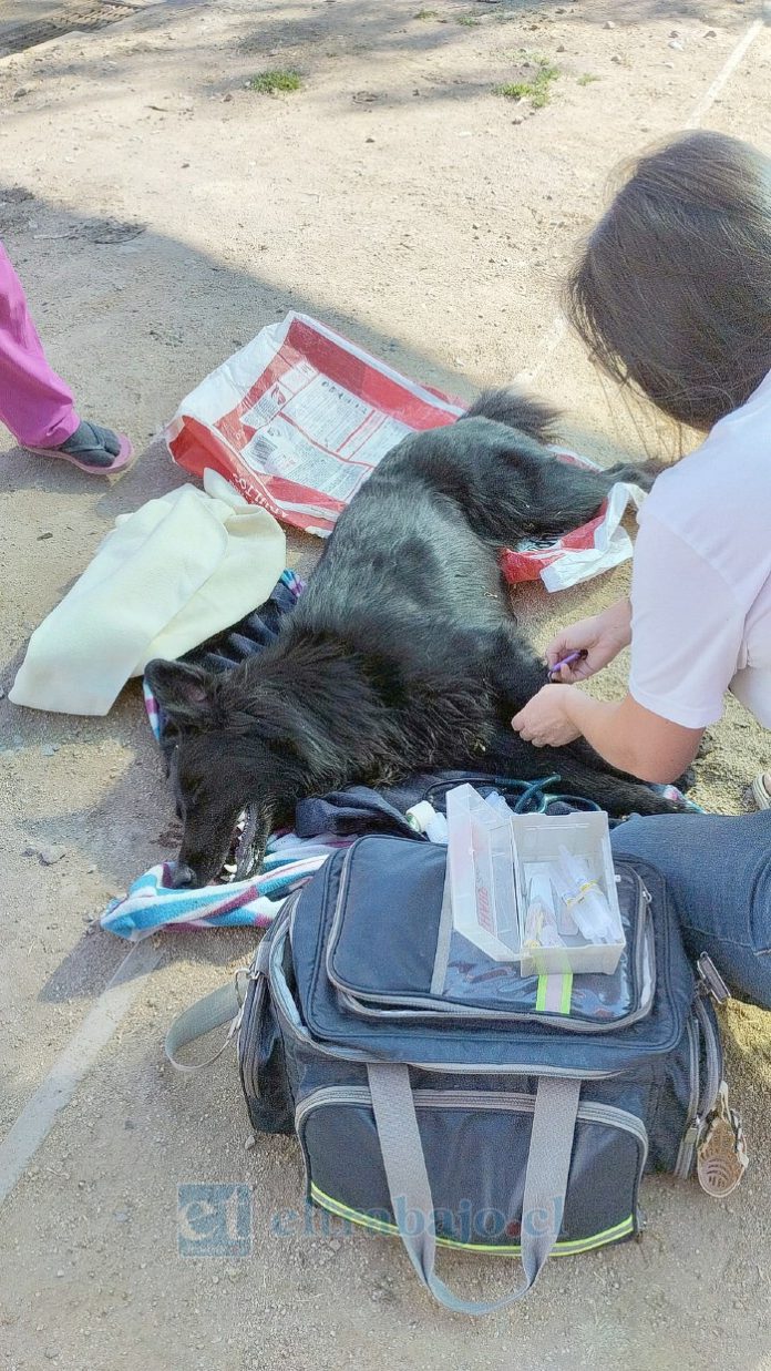 La doctora colocando una inyección a ‘Chimuelo’, perrito que llegó asustado, arrancando de los fuegos artificiales