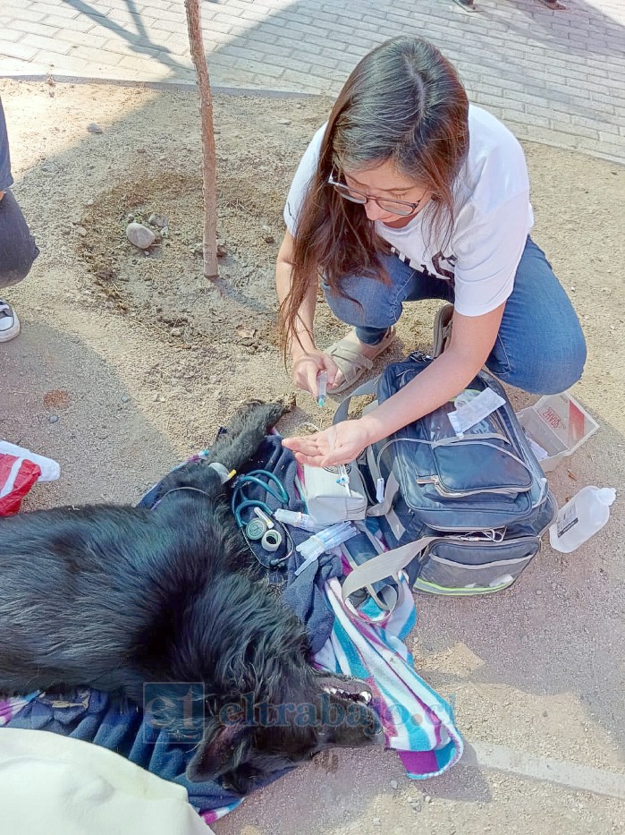 ‘Chimuelo’ siendo atendido por la veterinaria Sofía González Alfaro.