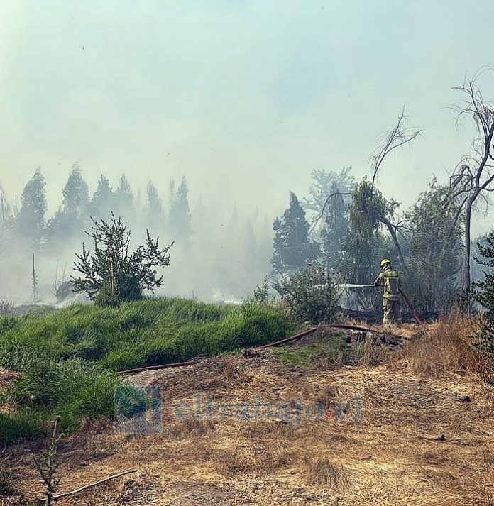 Un total de 18 hectáreas quemadas fue el saldo de incendio forestal en Panquehue.