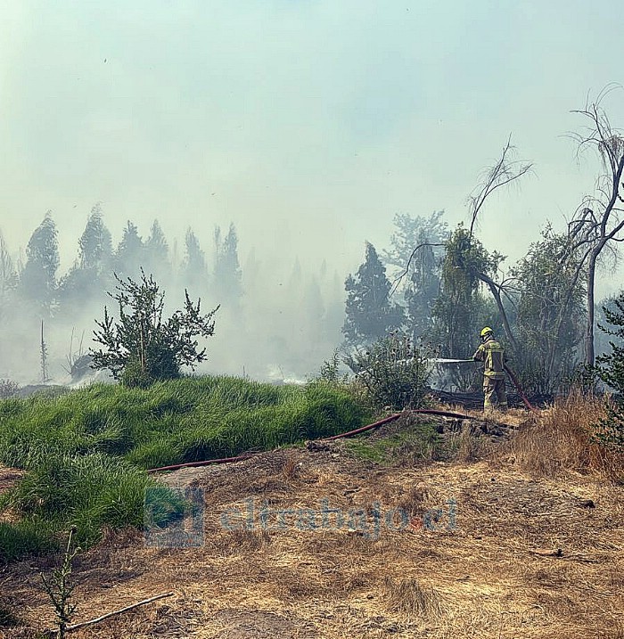 Un total de 18 hectáreas quemadas fue el saldo de incendio forestal en Panquehue. 