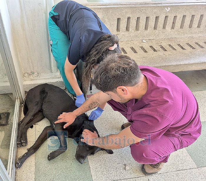 Recibiendo una inyección por personal de la Veterinaria Municipal.