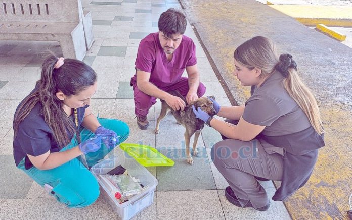 Personal de la Veterinaria Municipal preparando inyección para aplicar a uno de estos animales del terminal.