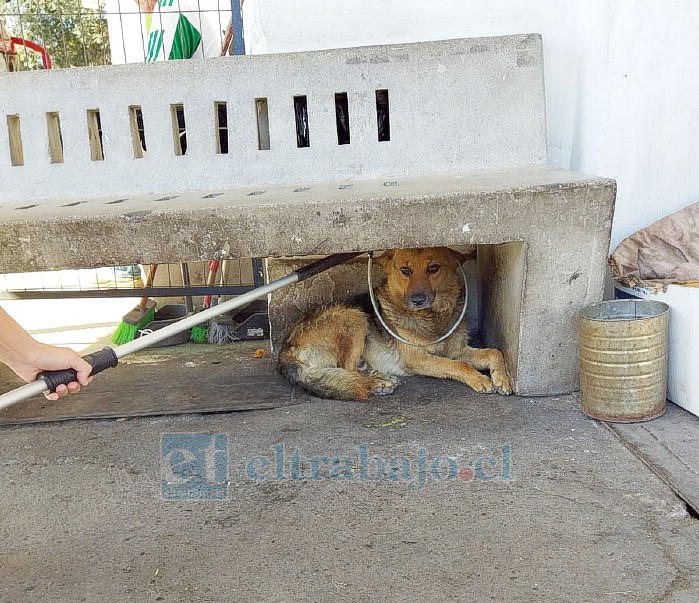 Tratando de lacear a uno de los perritos para aplicar tratamiento.