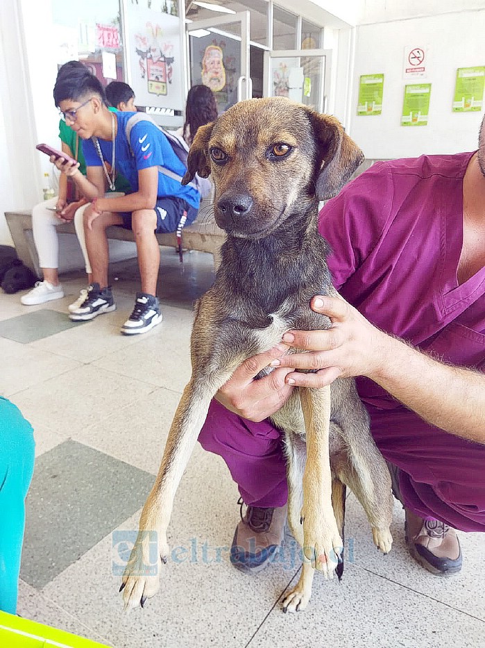 Uno de los perritos siendo llevado por personal de la veterinaria para aplicar tratamiento.