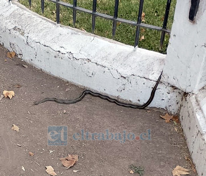 El pasado sábado 1 de febrero, se encontraron dos culebras en la avenida Chacabuco.