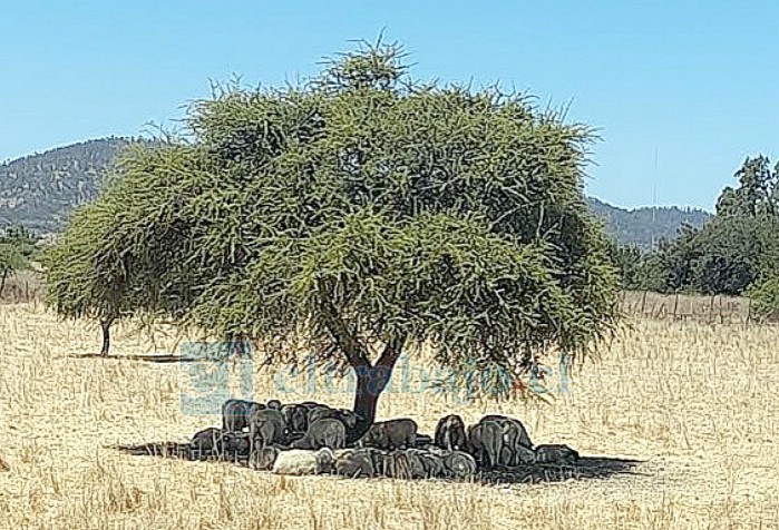 La ganadería puede sufrir estrés por las altas temperaturas, lo que genera problemas en la producción animal.