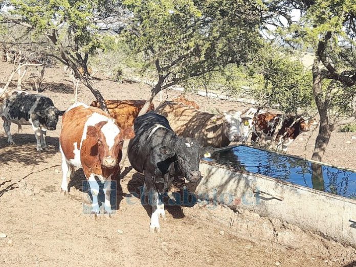 El bebedero es ideal para mantener a los animales hidratados, tal como este, que se encuentra bajo sombra.