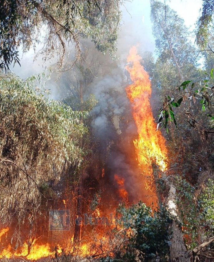 El fuego ha consumido al menos 10 hectáreas.