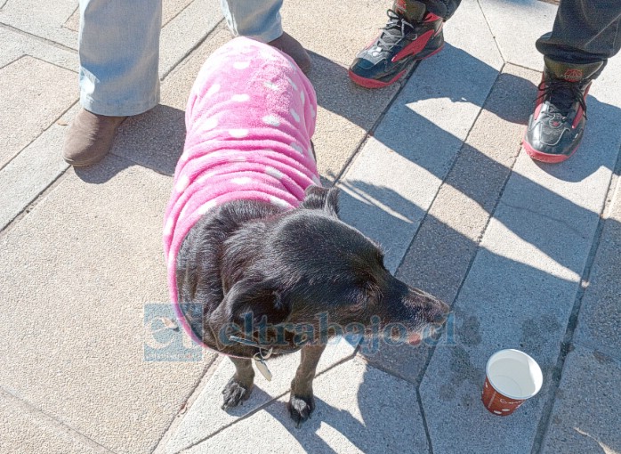 ‘Mizuki’, su nieta perruna que también llegó a despedirlo. Se paseaba bajo la urna.