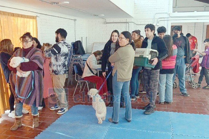 Con gran éxito se desarrolló el primer operativo veterinario particular gratuito en población Los Araucanos de San Felipe.