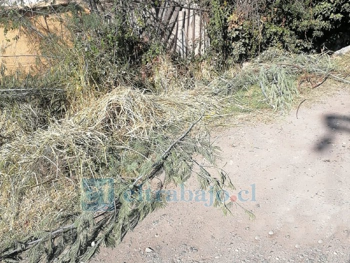 Ramas a orilla del canal ahí en Calle El sauzal del sector de San Rafael.