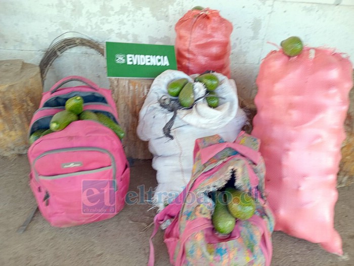 Delincuentes intentaron robar paltas desde un predio. 