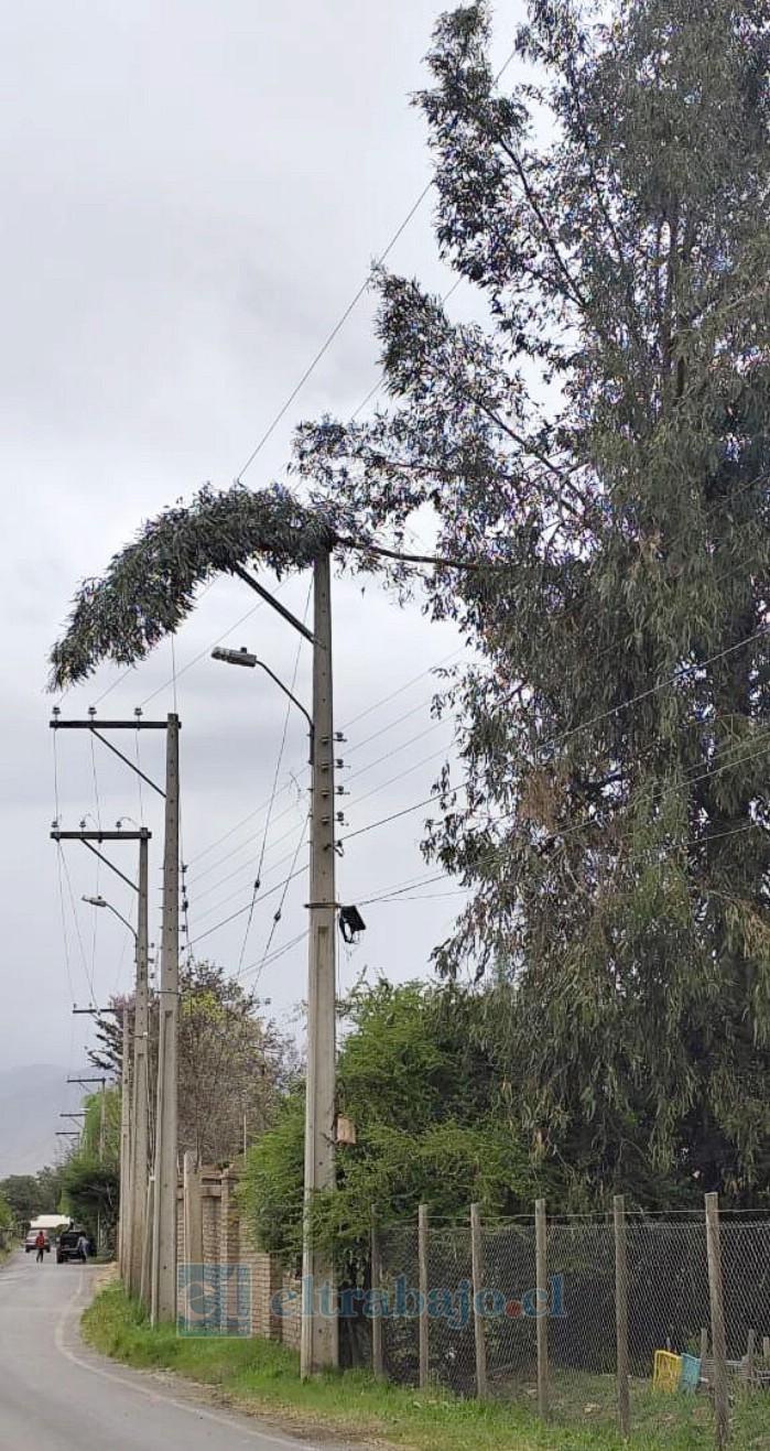 Ramas sobre el tendido eléctrico provocaron corte del suministro. 