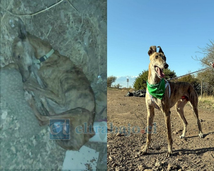 Este galgo fue rescatado con una herida en el muslo y una fractura en una de sus patas. Actualmente se encuentra recuperado y pronto será adoptado.