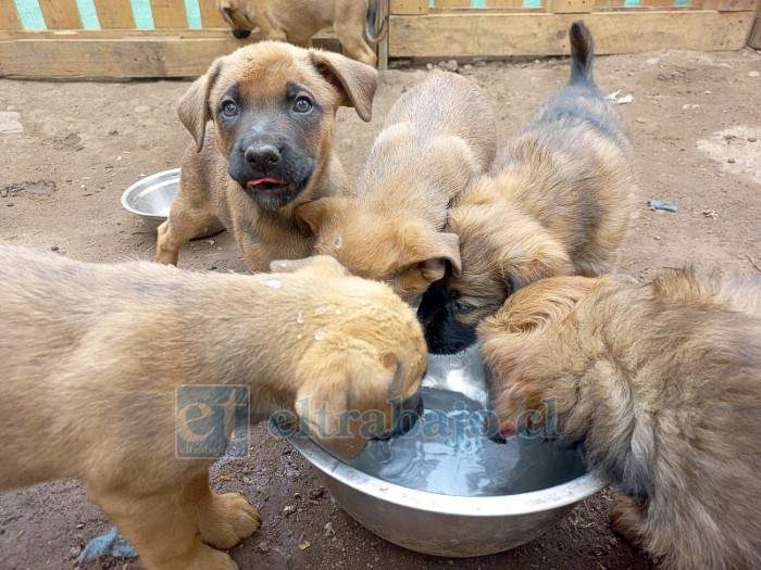 En la actualidad, el refugio alberga a 82 perros, entre ellos una camada de cachorros provenientes de otra fundación.