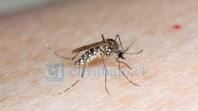 Este es el insecto Aedes Aegypti que se busca eliminar de la zona (Imagen referencial).