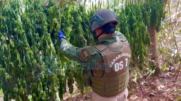 Diversos han sido los operativos de incautación de drogas en la zona (Imagen de archivo).