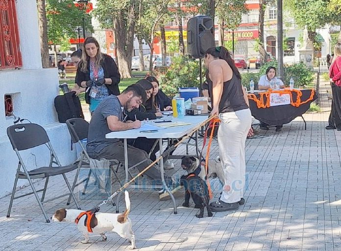 Desde muy temprano acudieron los perros a vacunarse.