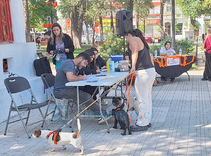Desde muy temprano acudieron los perros a vacunarse.
