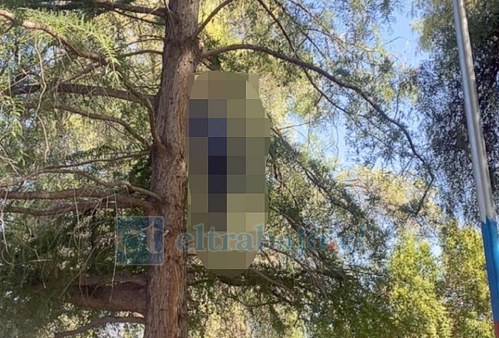 Trágica escena. Una persona fue encontrada fallecida en un árbol de alameda Yungay con Circunvalación.