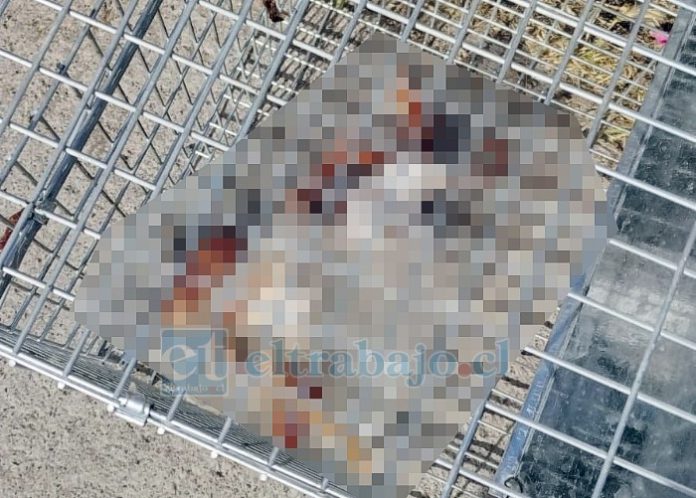 Trampa con carnada, que el sujeto habría utilizado para capturar a los felinos.