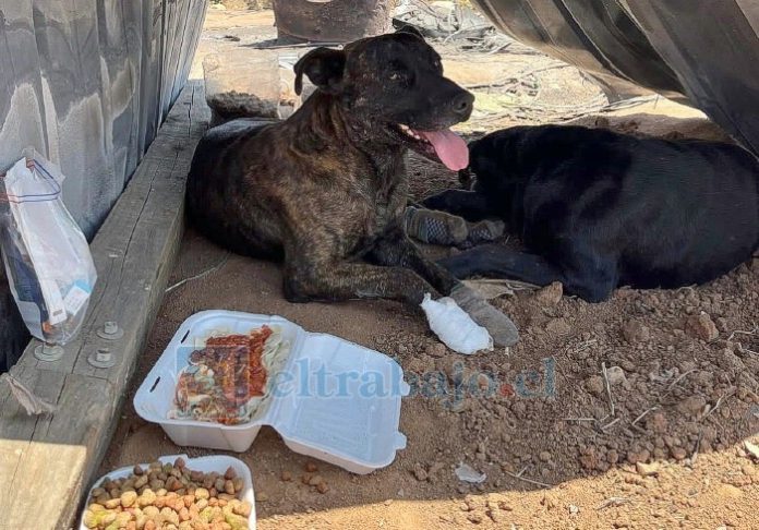 La campaña también considera apoyo a la fauna silvestre, una de las más afectadas por los incendios forestales registrados en el sur.