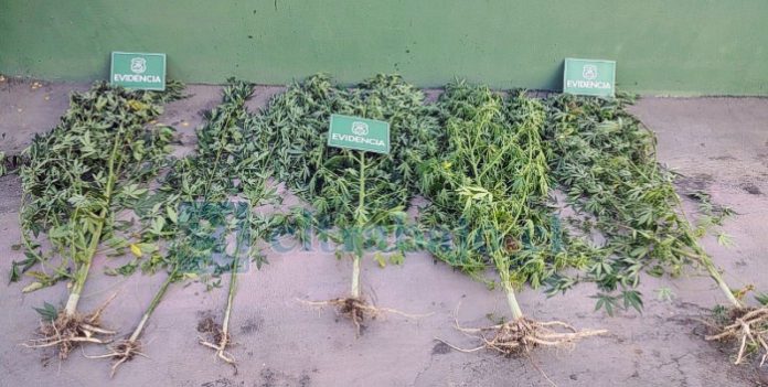 Estas son las plantas de marihuana incautadas.