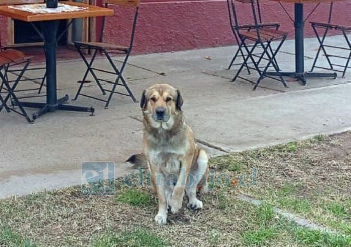 El perrito comunitario tomando un descanso afuera de la Cafetería de Artes y Oficios.