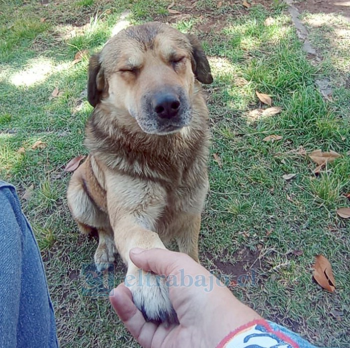 La última foto que le tomaron al can antes de su extravío.