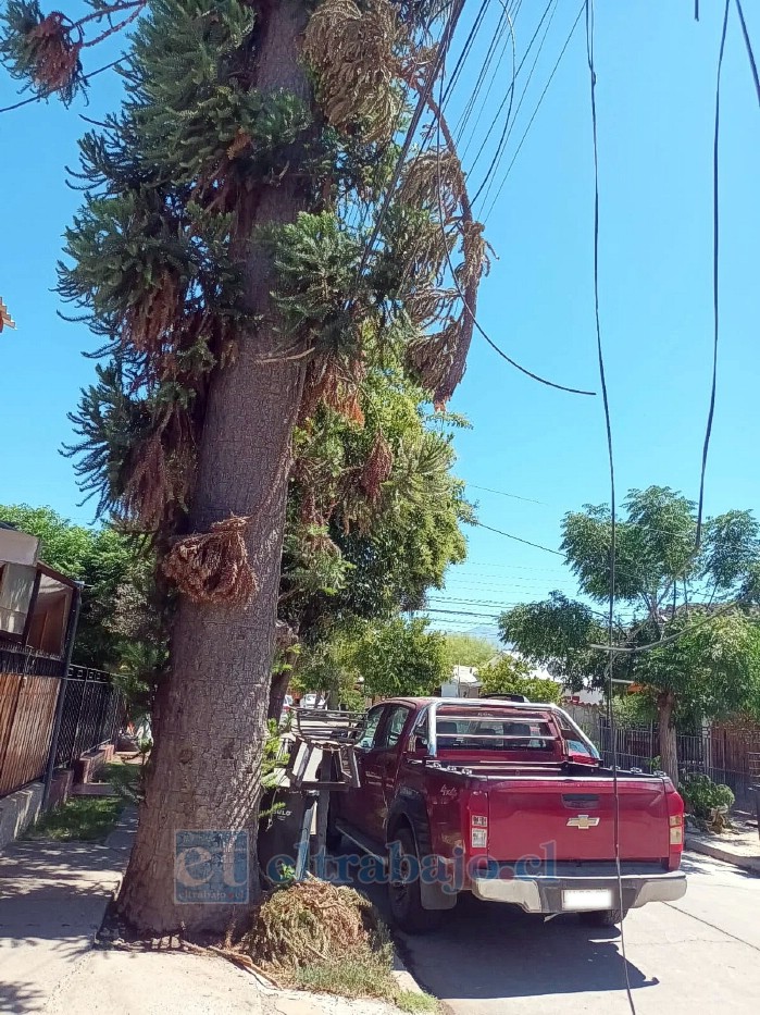 El tendido eléctrico frente a la casa de la vecina se ve comprometido por ramas que cuelgan peligrosamente, generando riesgo para peatones, vehículos y residentes del sector.